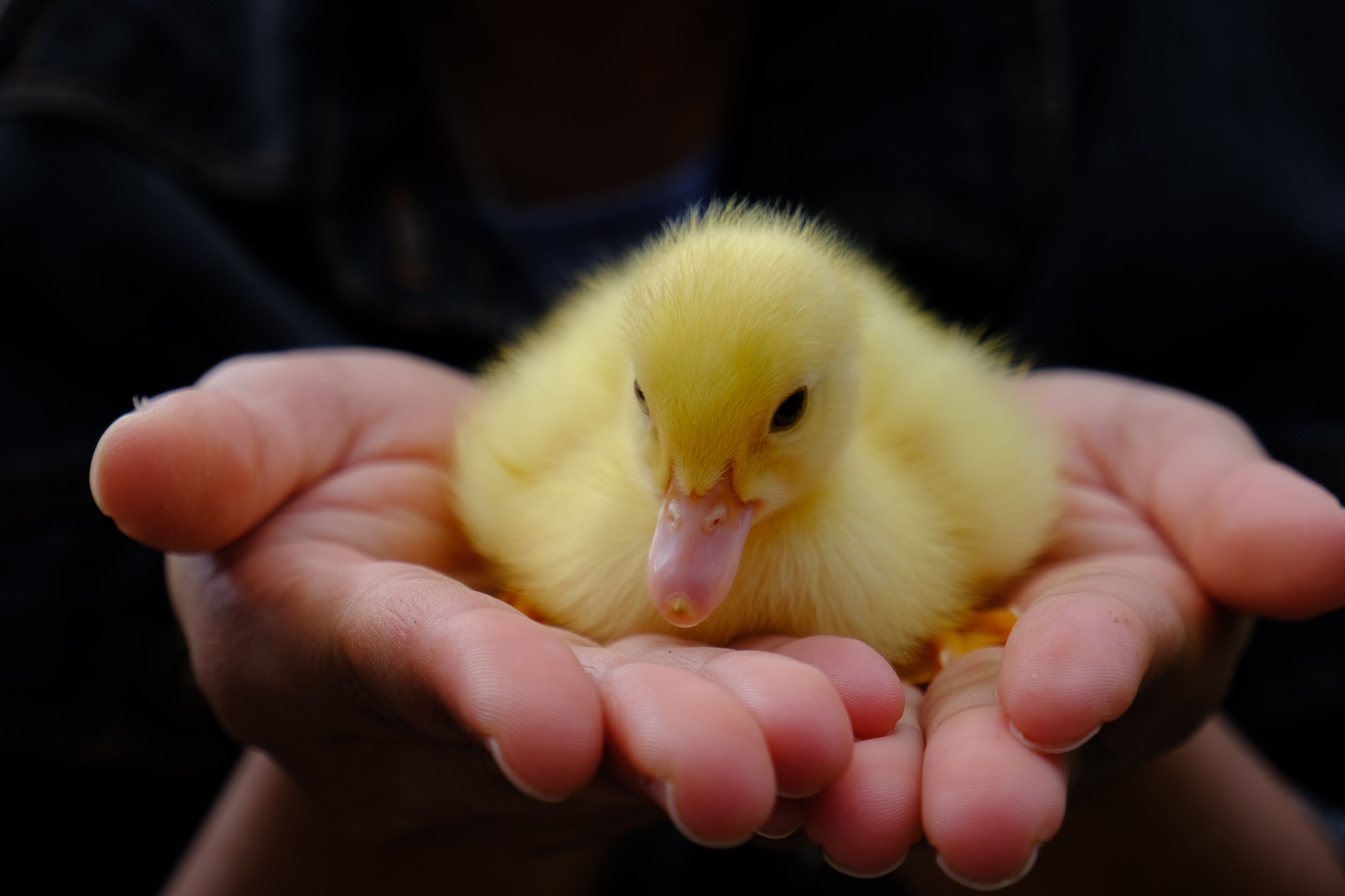 duckling in hands